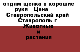 отдам щенка в хорошие руки › Цена ­ 10 - Ставропольский край, Ставрополь г. Животные и растения » Собаки   . Ставропольский край,Ставрополь г.